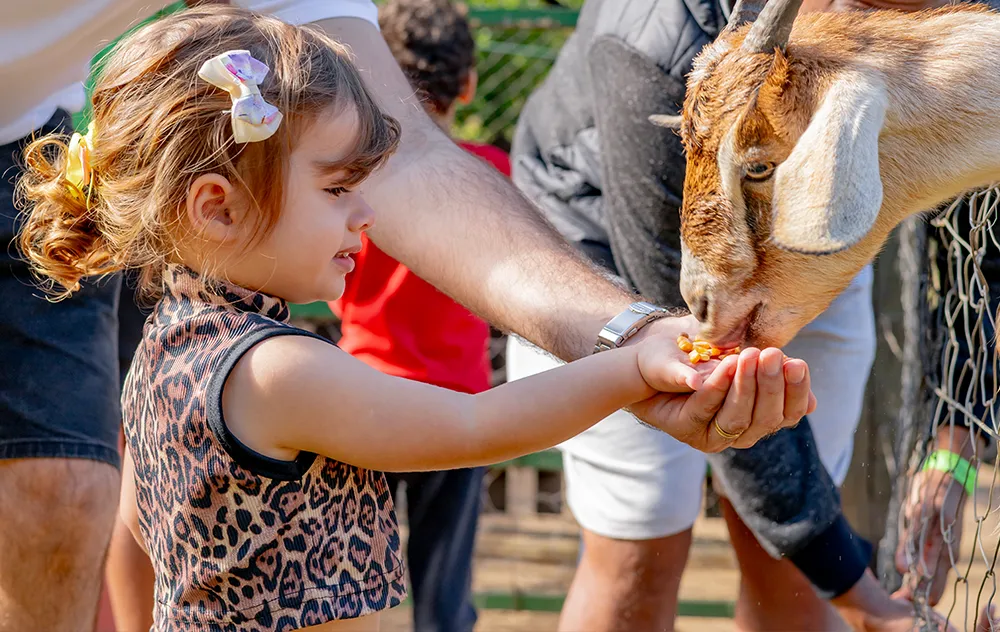 Alimentando os animais